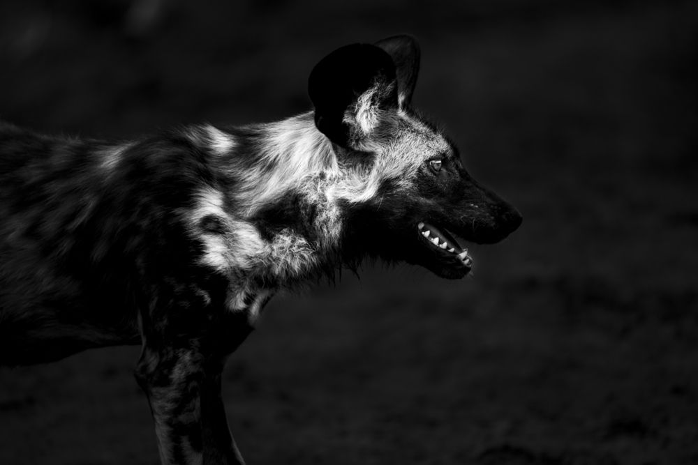 African Wild Dog