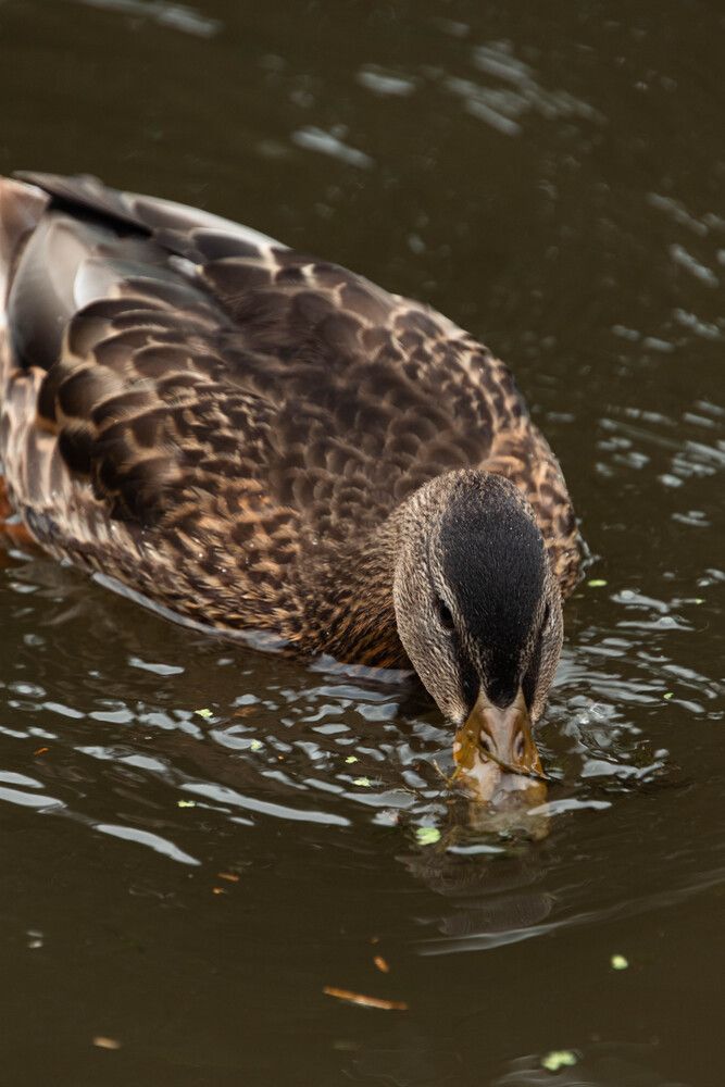 Photograph by Татьяна Мохова