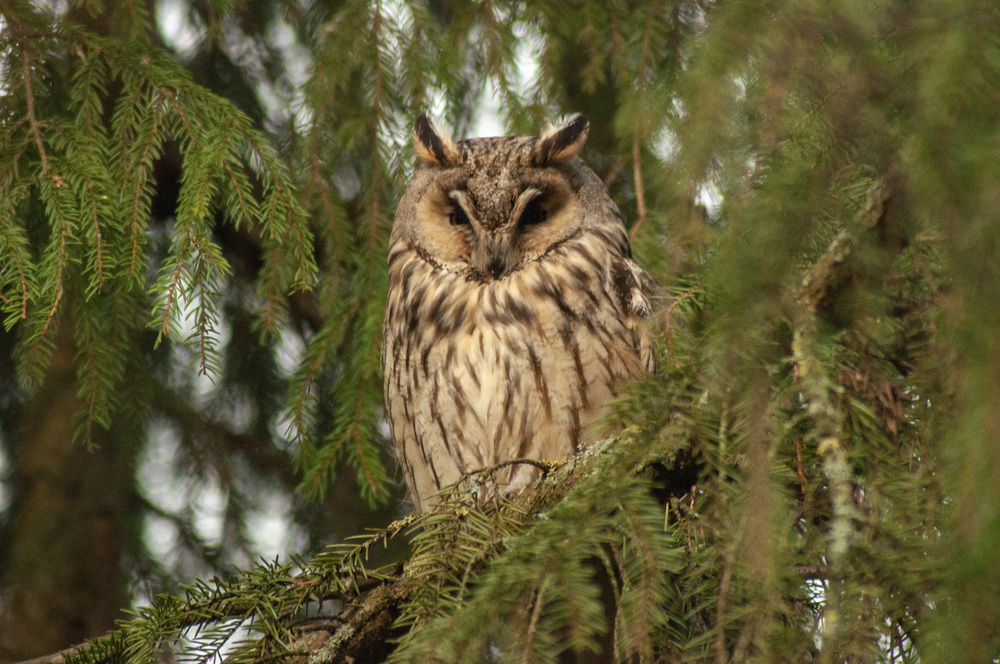Фотография автора Наталья Липовская