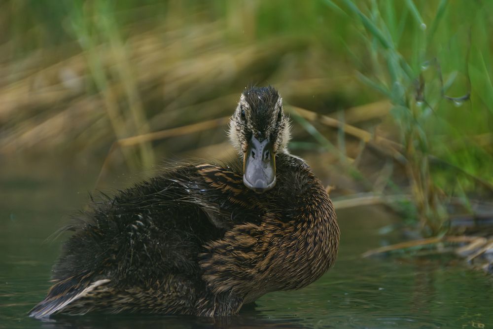Photograph by Елена Вторушина