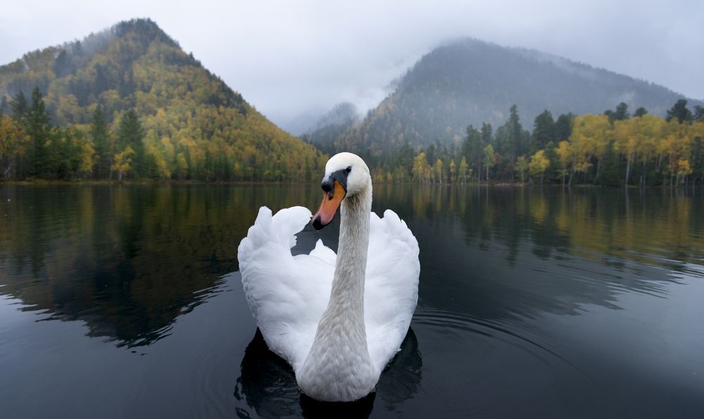 Photograph by Елена Вторушина