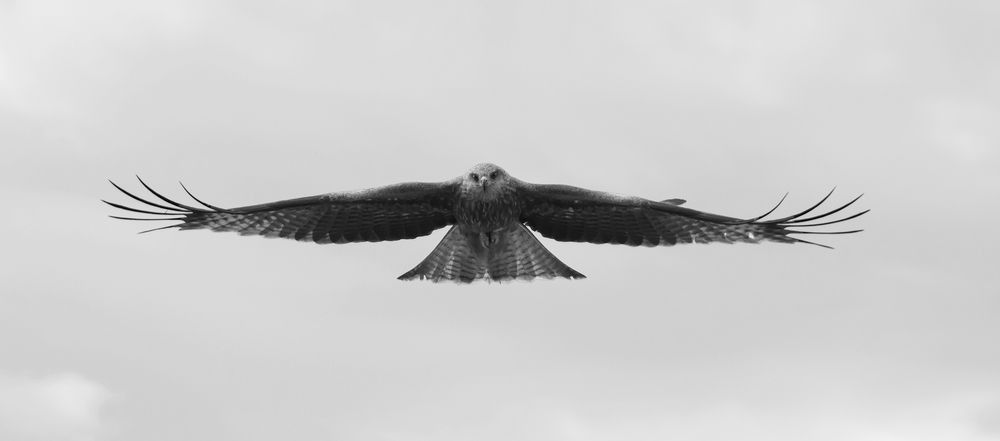 Photograph by Елена Вторушина