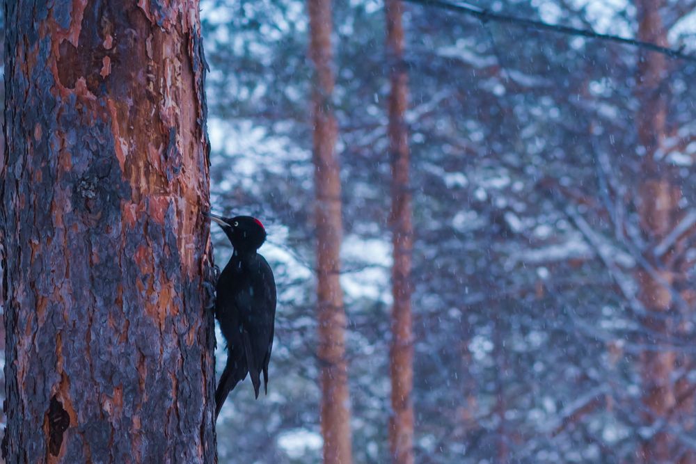 Photograph by Оркина Ксения