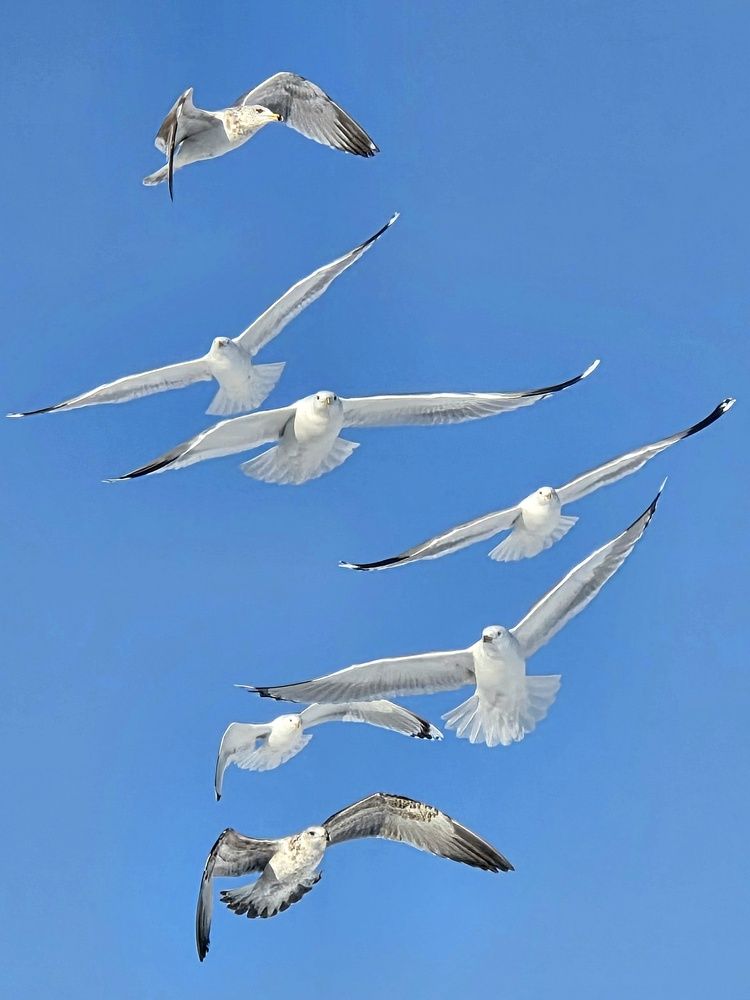 Фотография автора Elena Polonetskaya