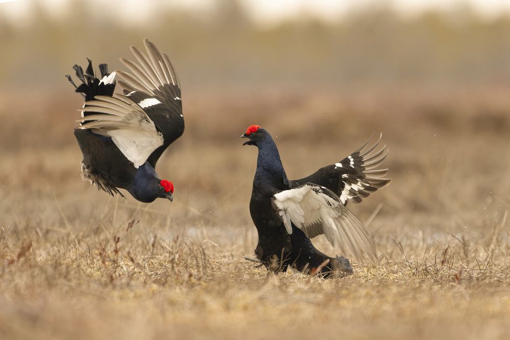 Photograph by Светлана Барабанщикова