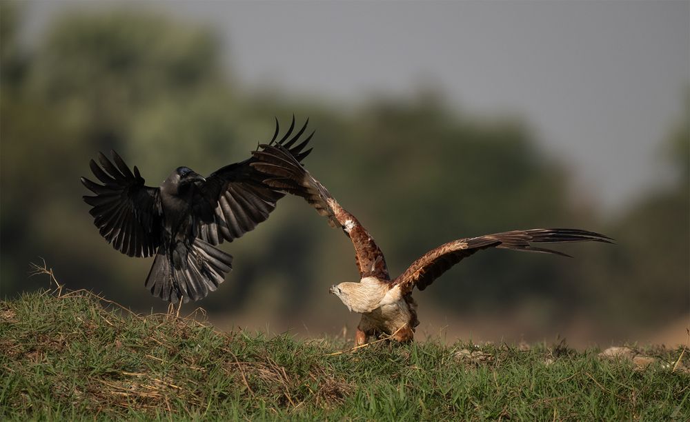 Defending the Territory