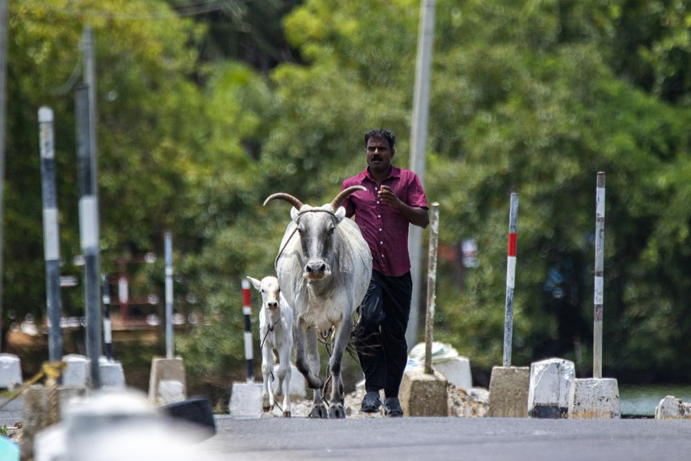 Photograph by Chamara Sulakkhana Polwatta Siriyalage