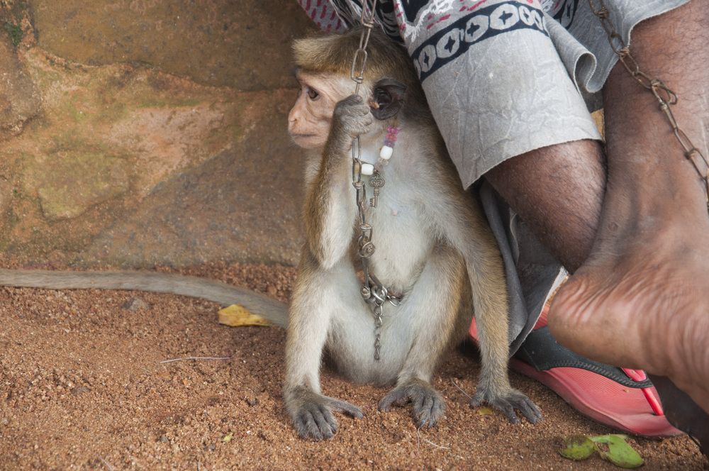 Photograph by Chamara Sulakkhana Polwatta Siriyalage