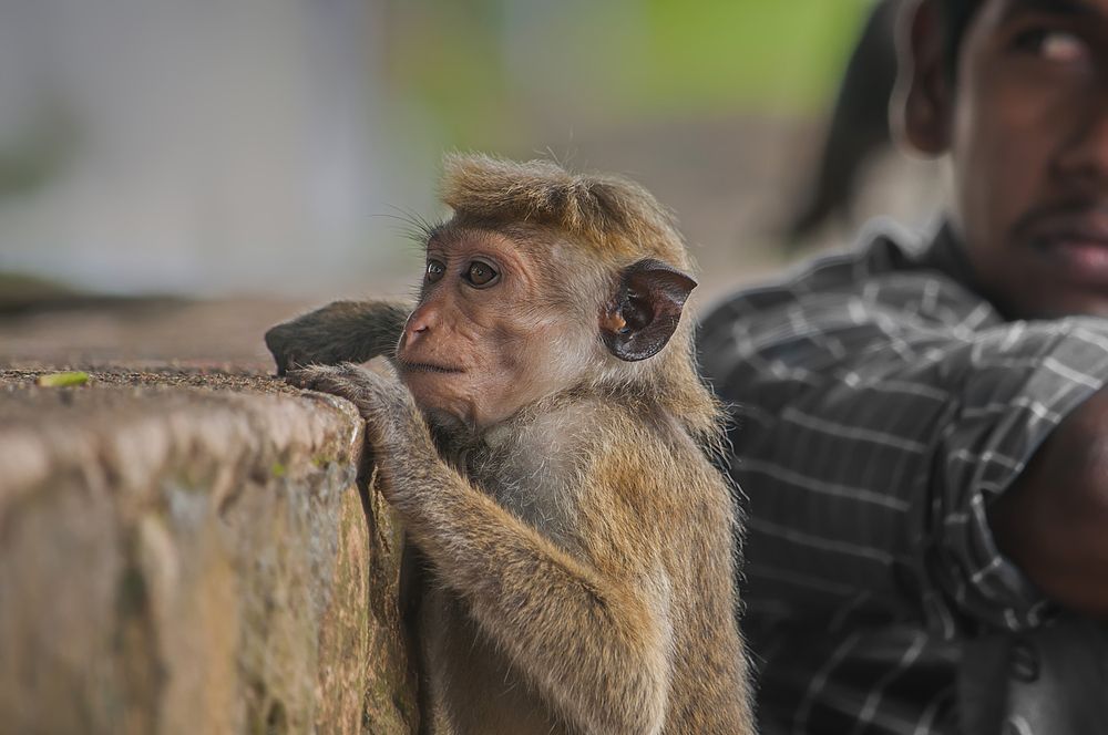Photograph by Chamara Sulakkhana Polwatta Siriyalage