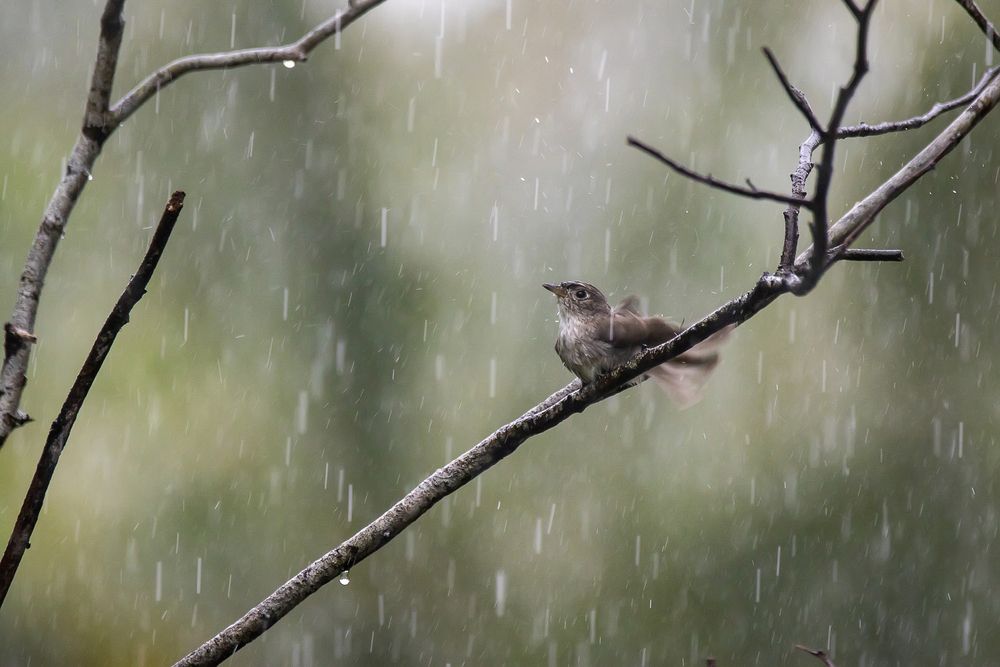 Photograph by Chamara Sulakkhana Polwatta Siriyalage