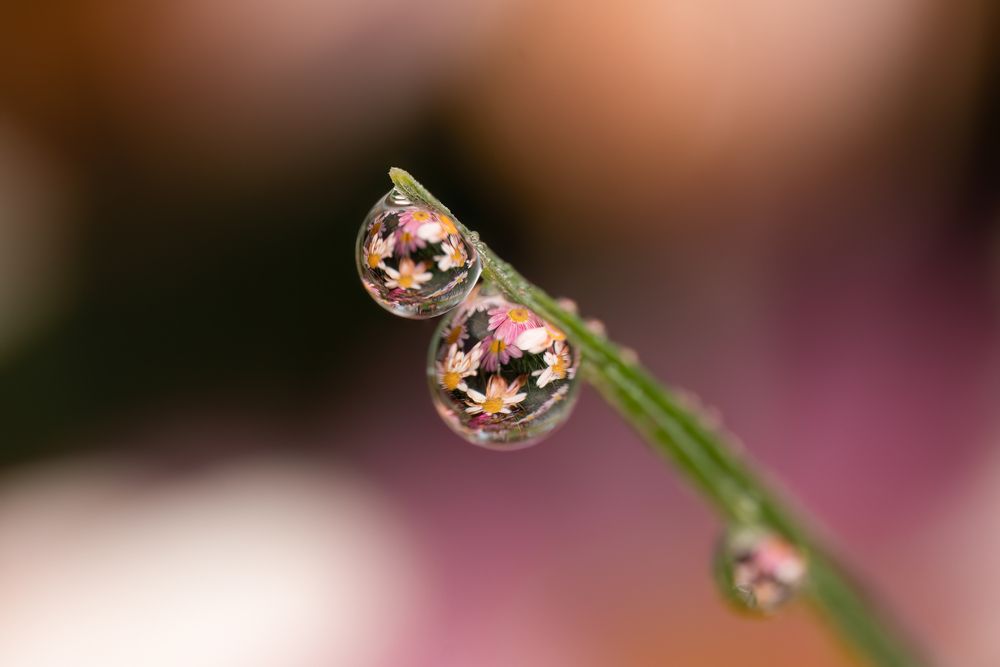 Dew reflection