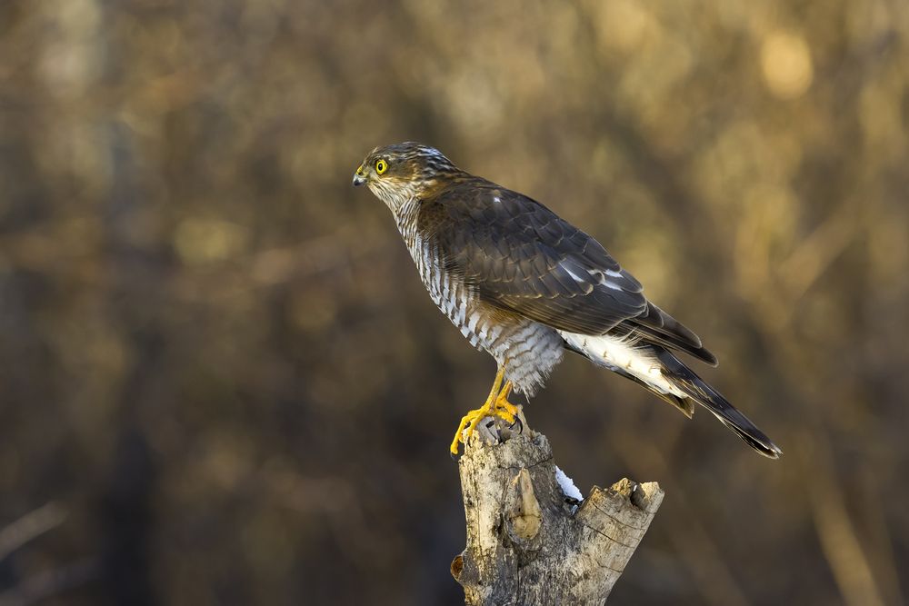 Photograph by Валерий Черняк