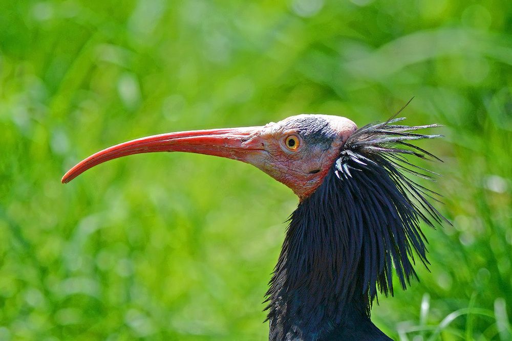 Фотография автора Александр Каплан