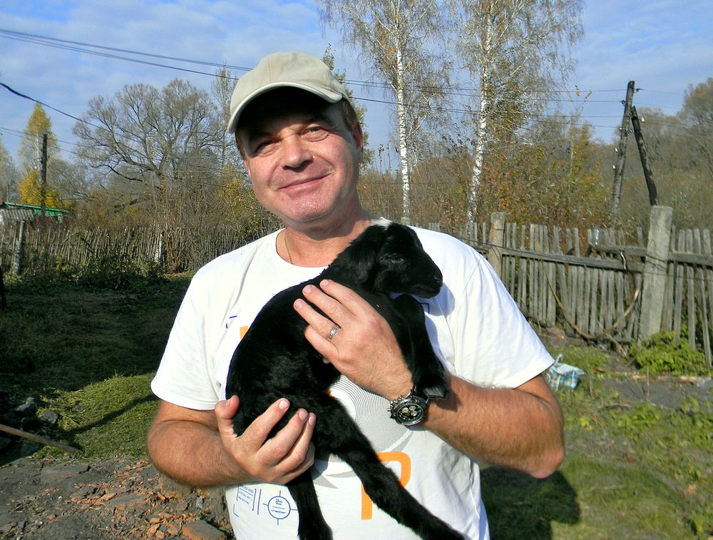 Родившийся ягнёнок