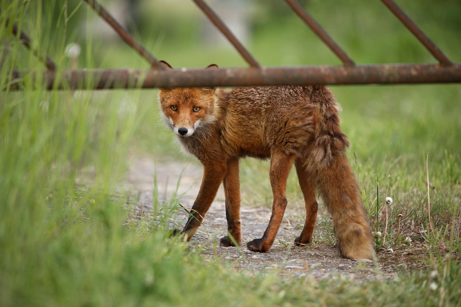 A fox walking around
