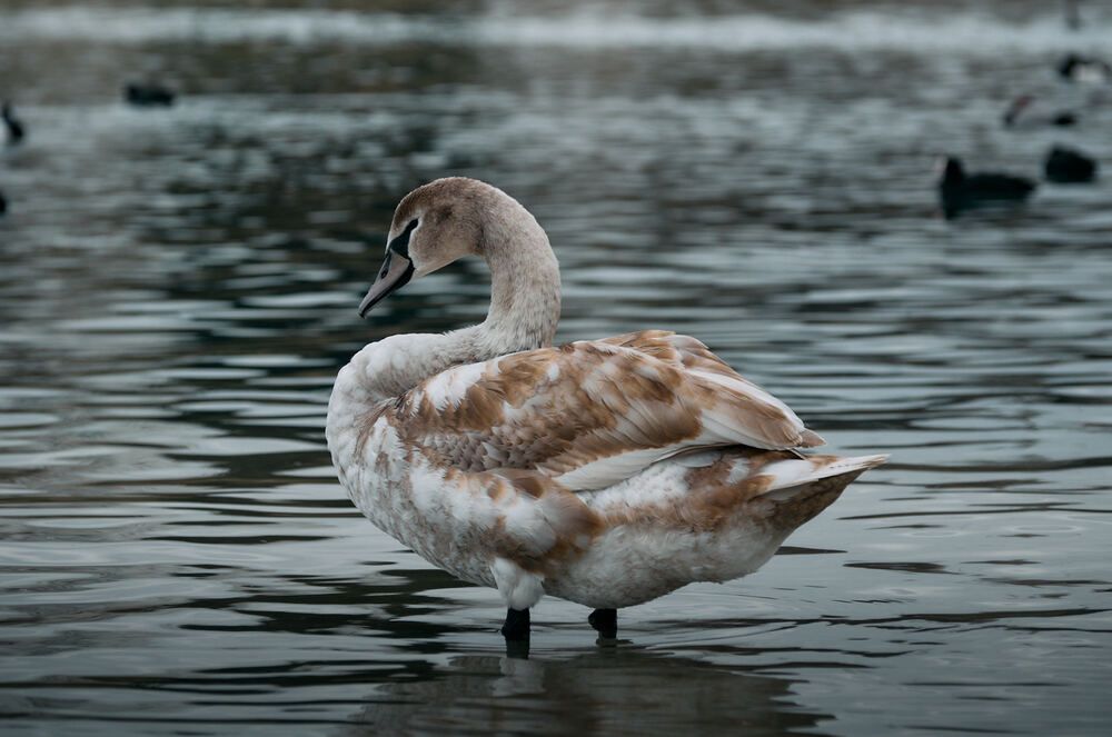 Photograph by Константин Громов