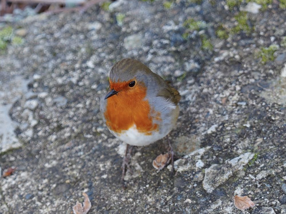 Фотография автора Андрей Груцинов