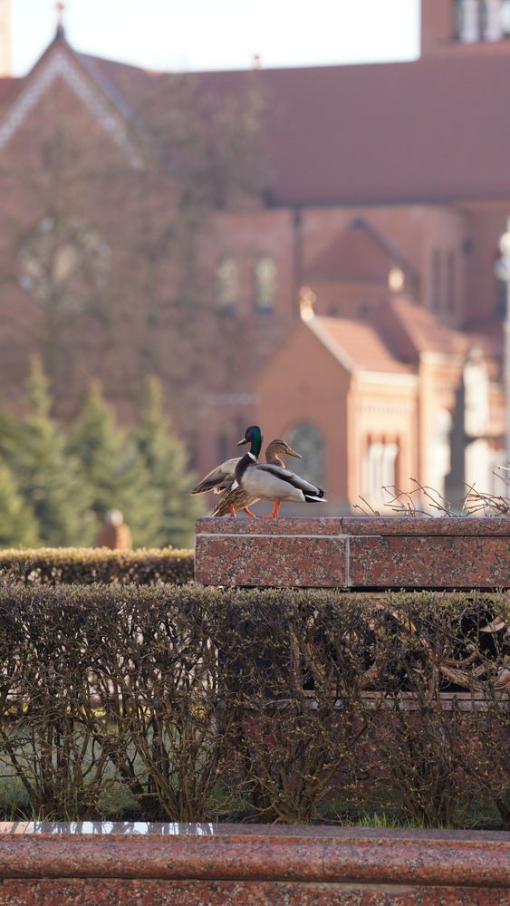Photo #13137802