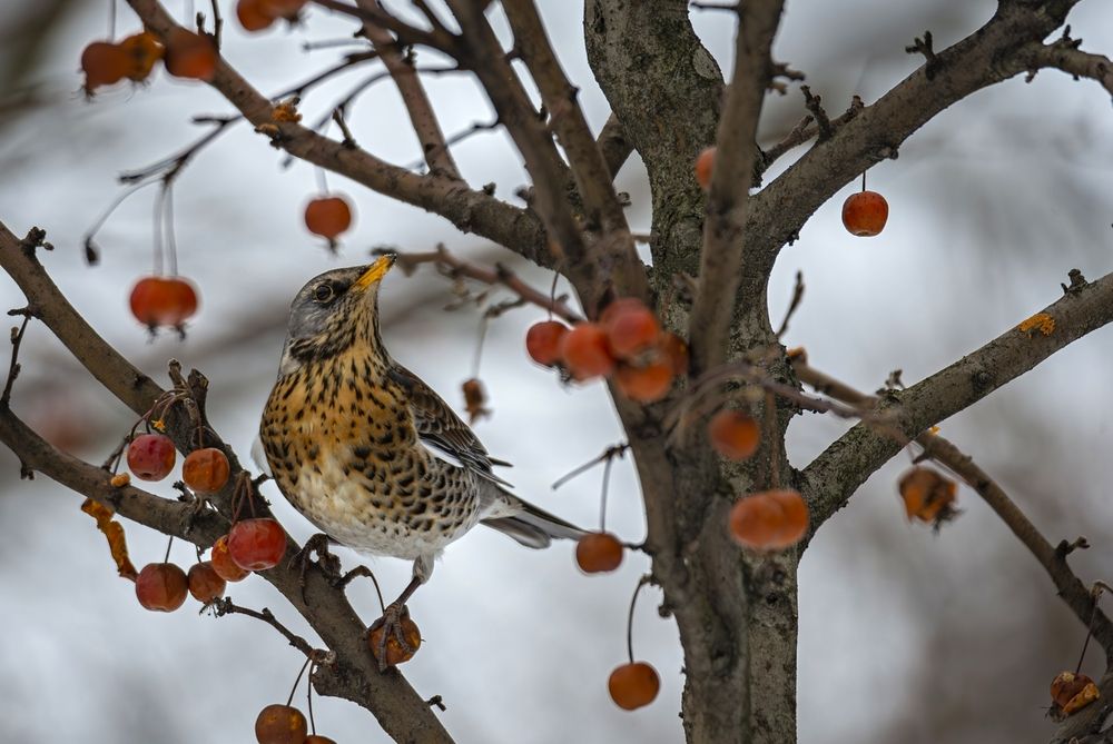 Photograph by Сергей Басов