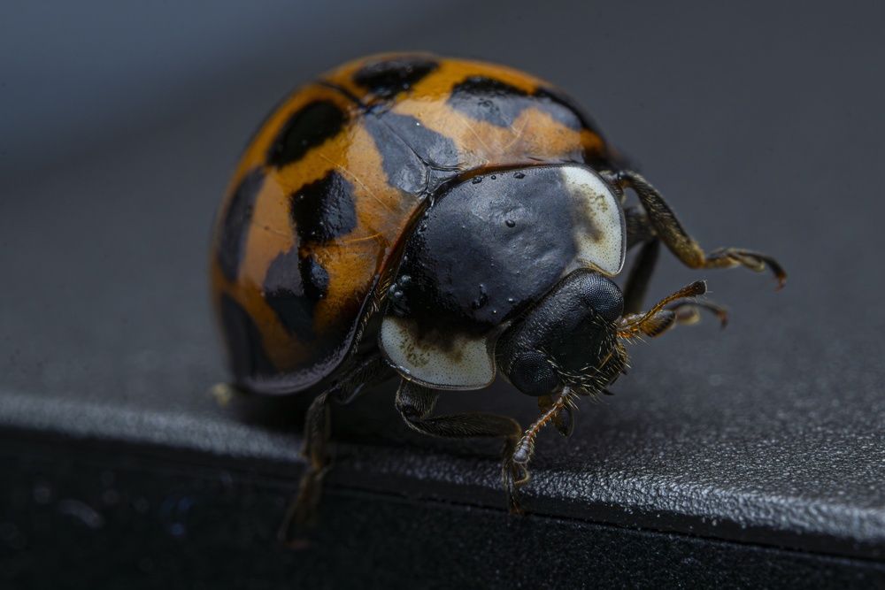 Photograph by Денис Лобов