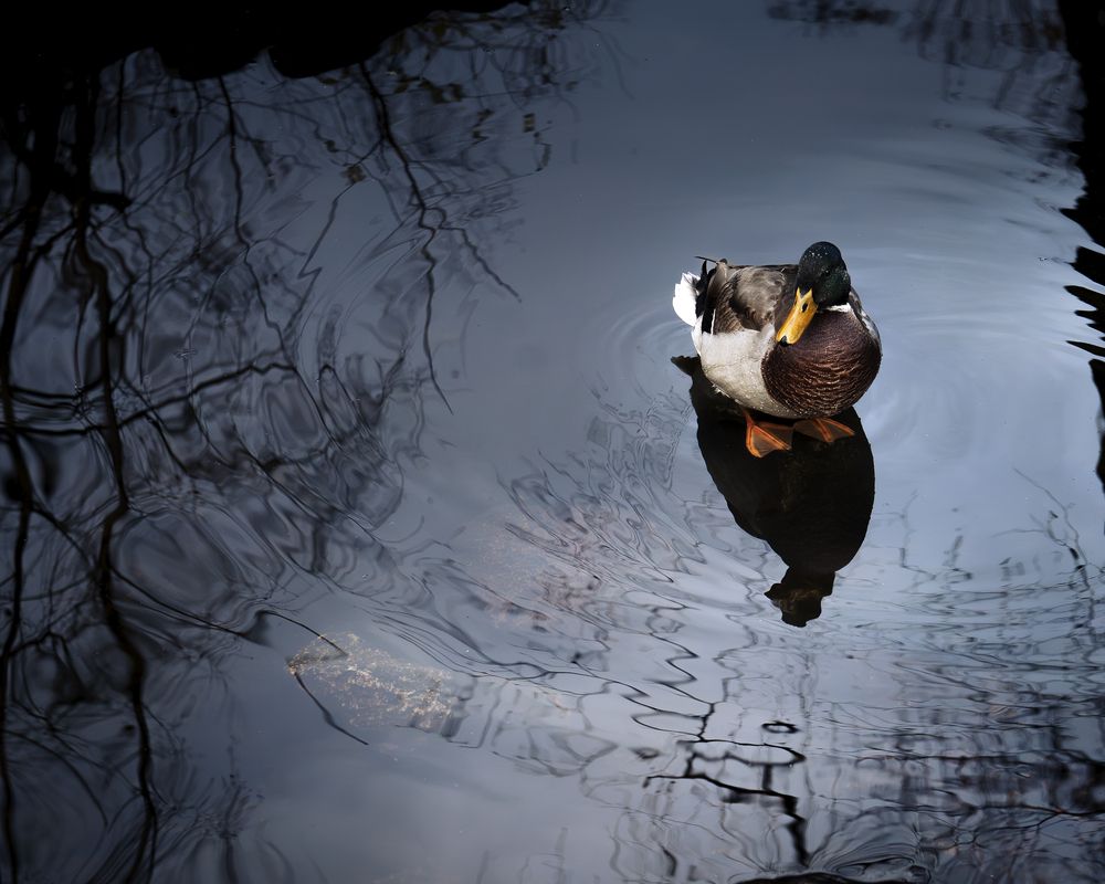 Photograph by Полина Кузнецова