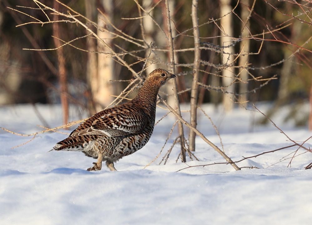 Photograph by Сергей Хитра