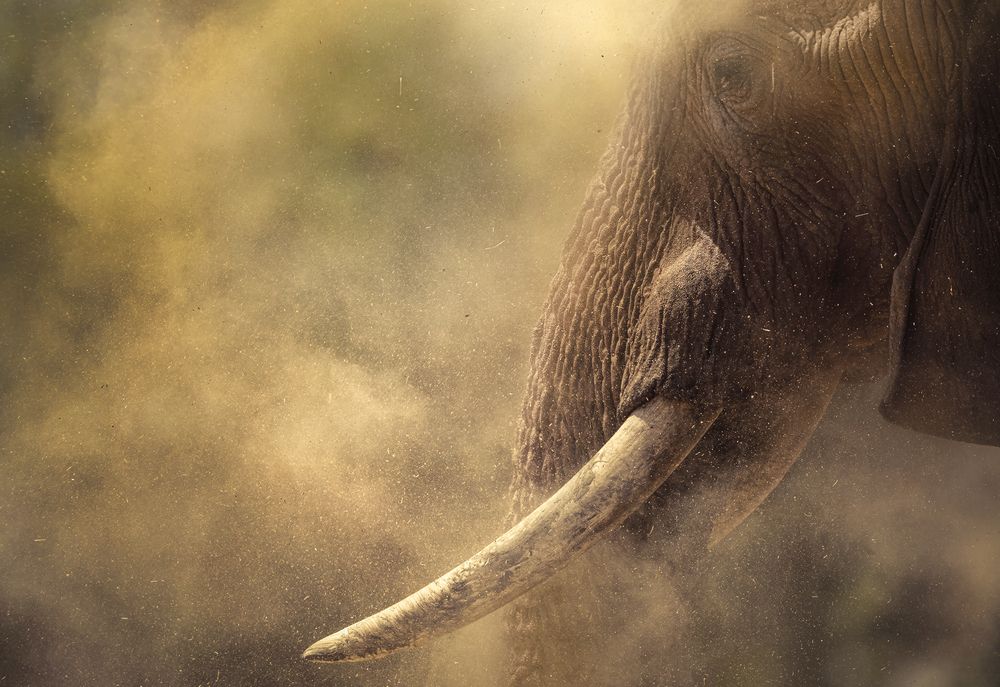 Giant in the dust