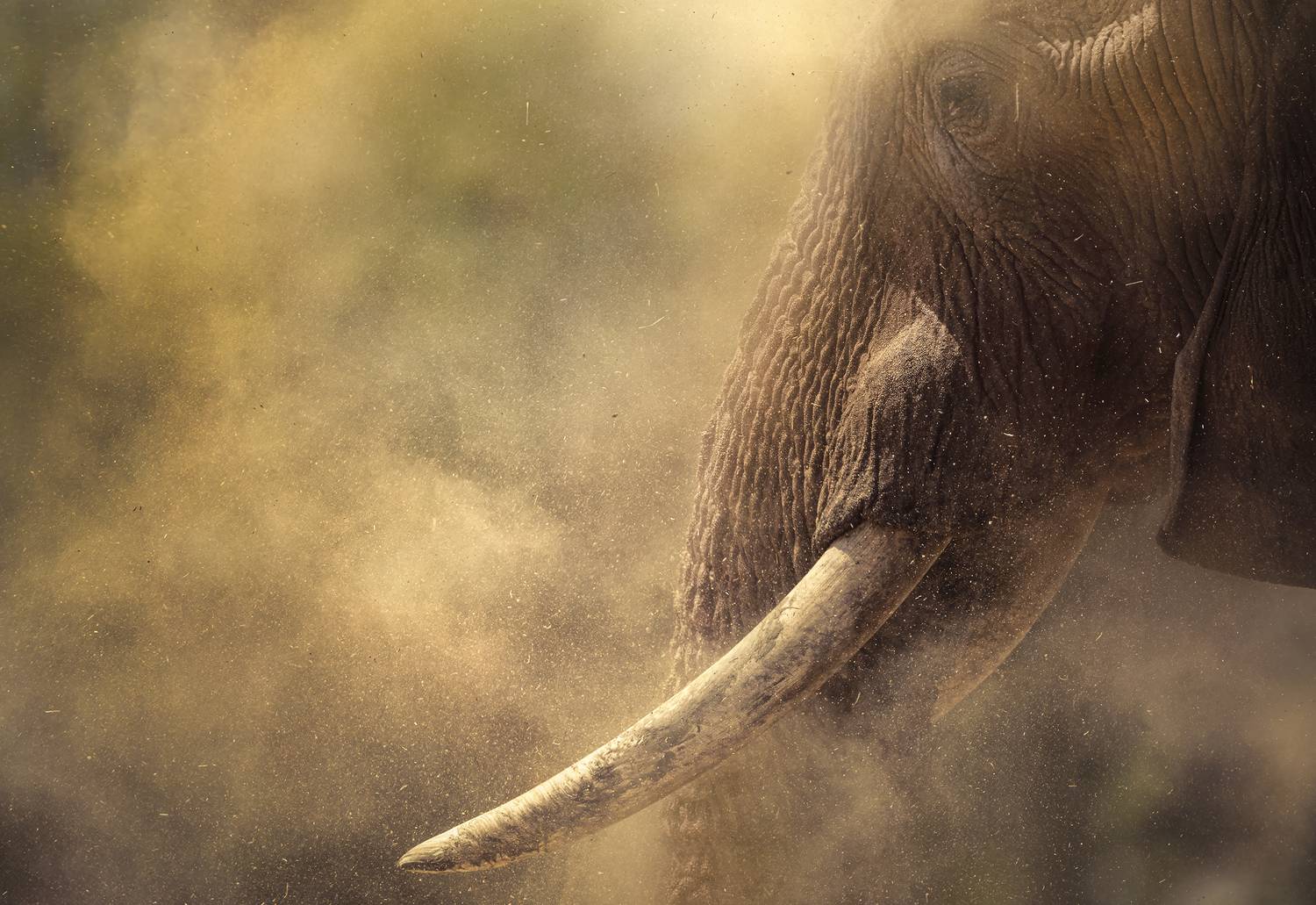 Giant in the dust Giant in the dust