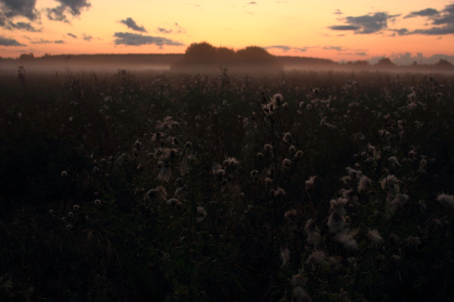 Photo #13138074