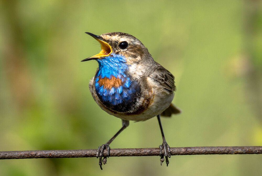Photograph by Елена Гольдебаева