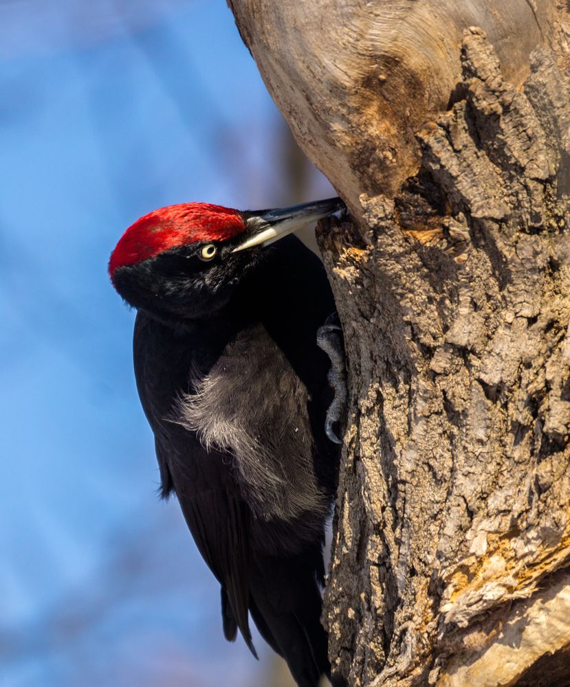 Photograph by Елена Гольдебаева