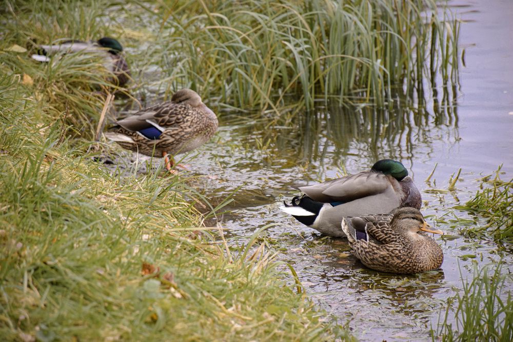 Photograph by Андрей Куракин