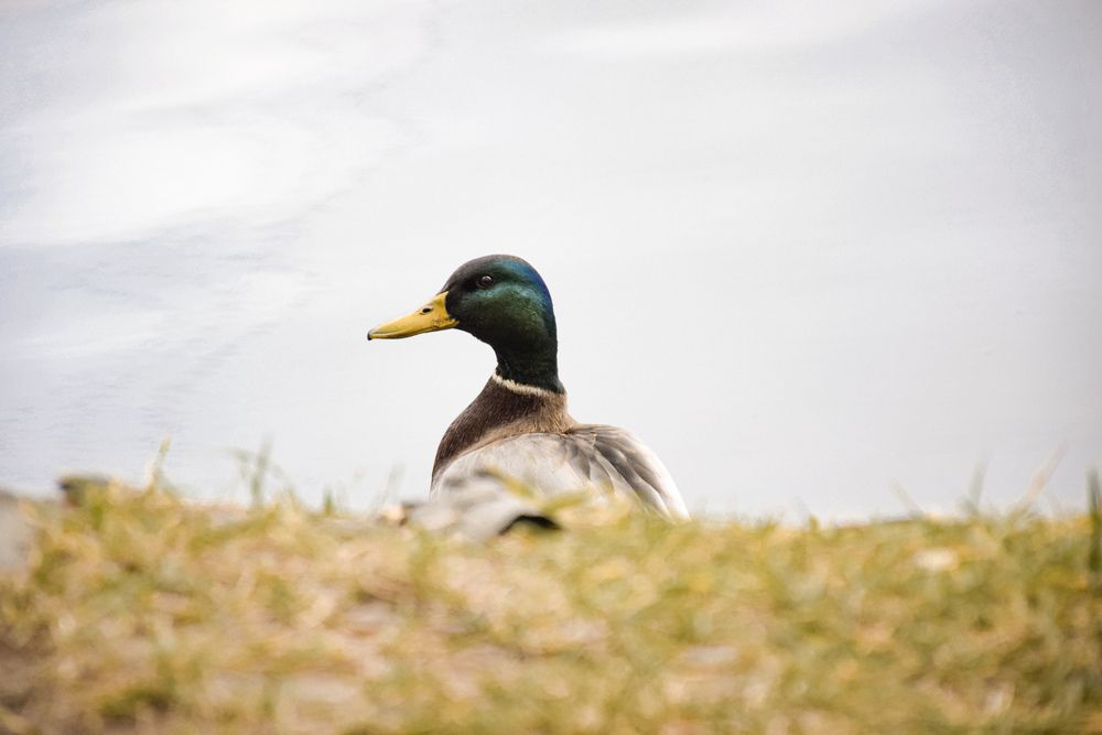 Photograph by Андрей Куракин