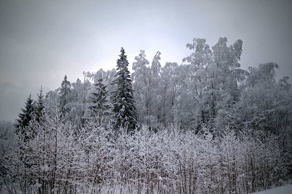 Photograph by Шеремет Олег