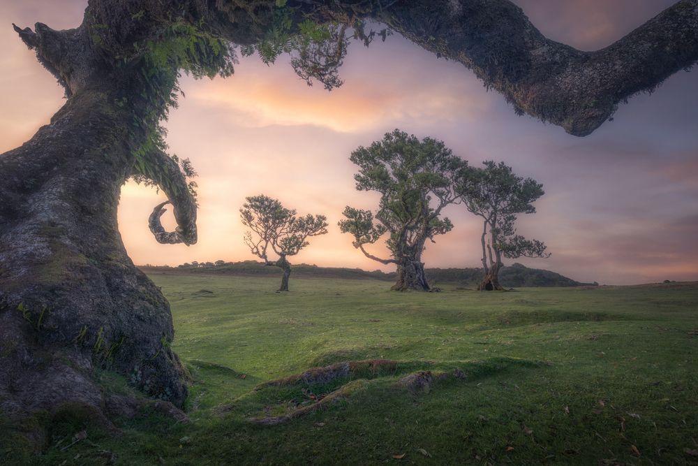 The Ents