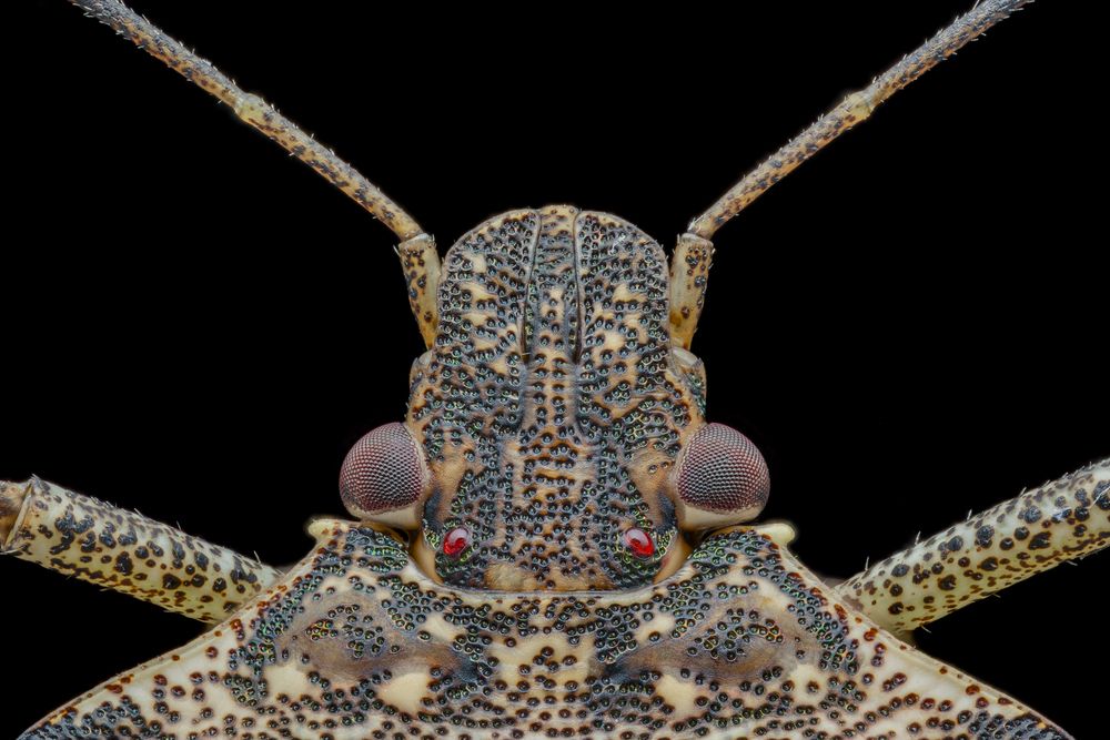 Brown Marmorated Stink Bug