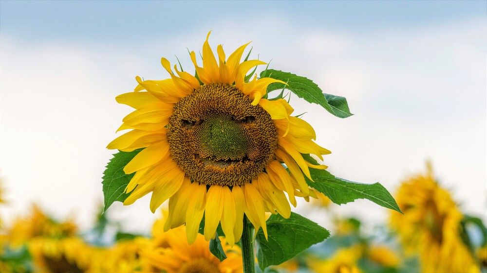 Фотография автора Константин Тучин