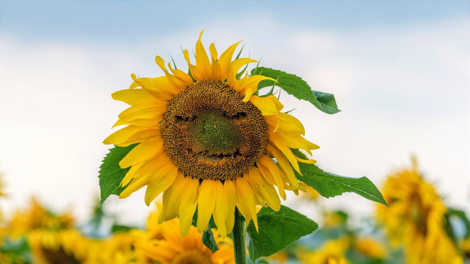 Фотография #13138555