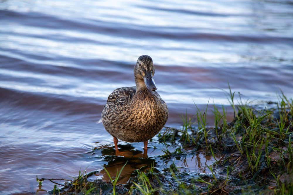 Photograph by Галина Молчанова