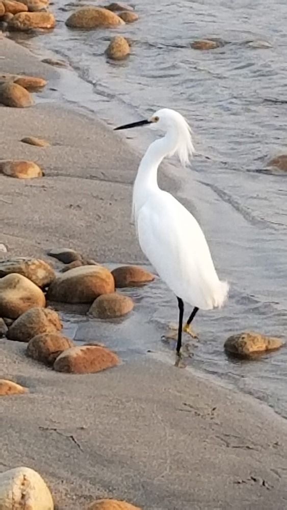 Elegancia al caminar