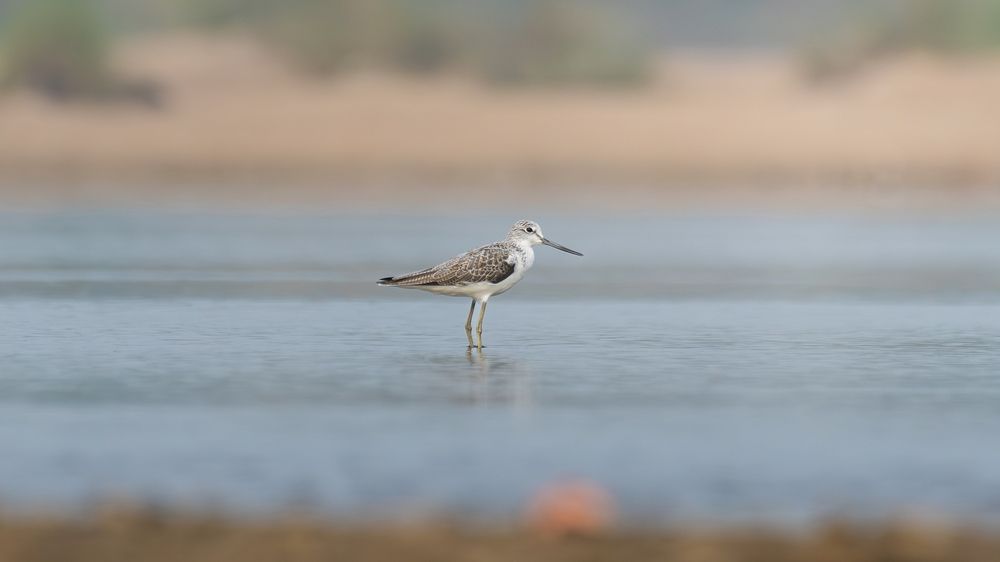 Photograph by Pritam Mandal