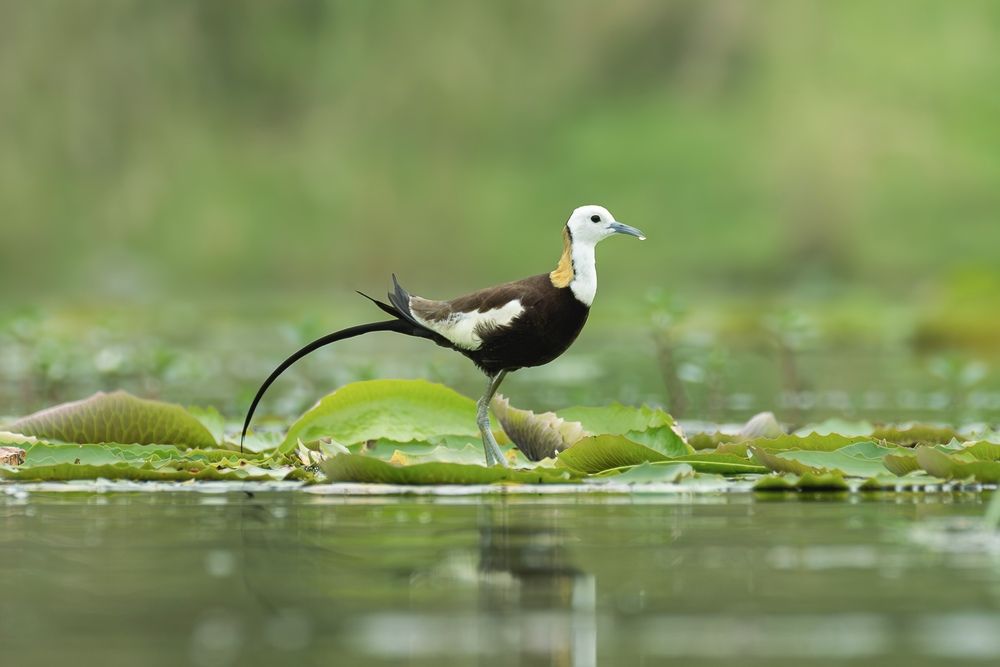 Photograph by Pritam Mandal