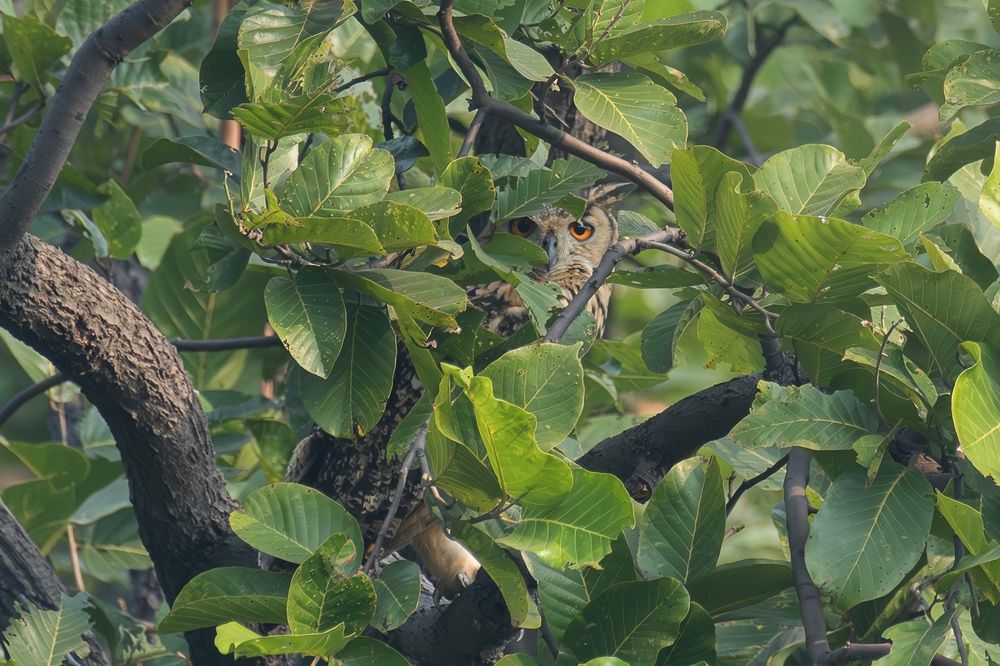 Photograph by Pritam Mandal