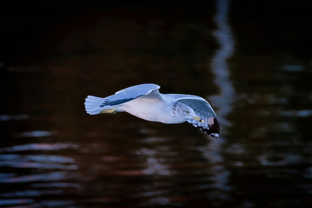 Seagull over the lake