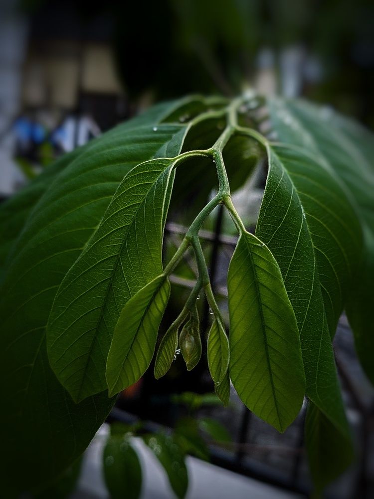 Green Leaf