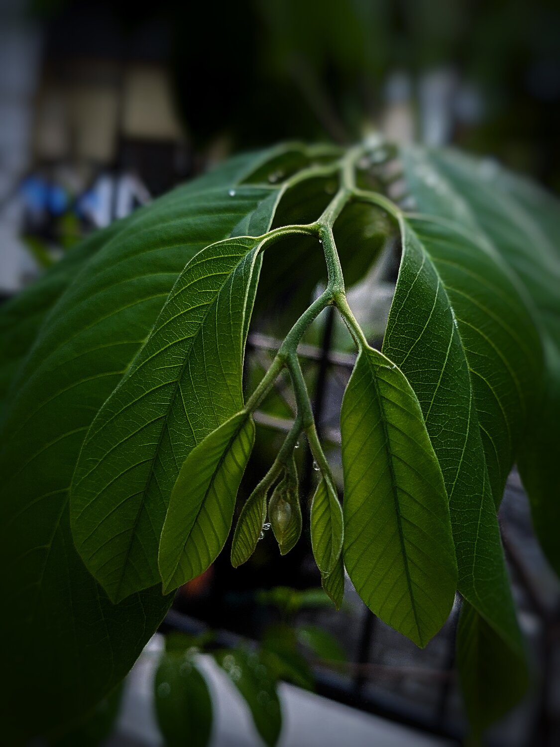 Green Leaf