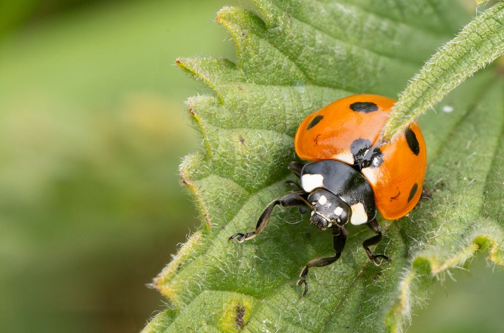 Photograph by Alexander Pakhomov