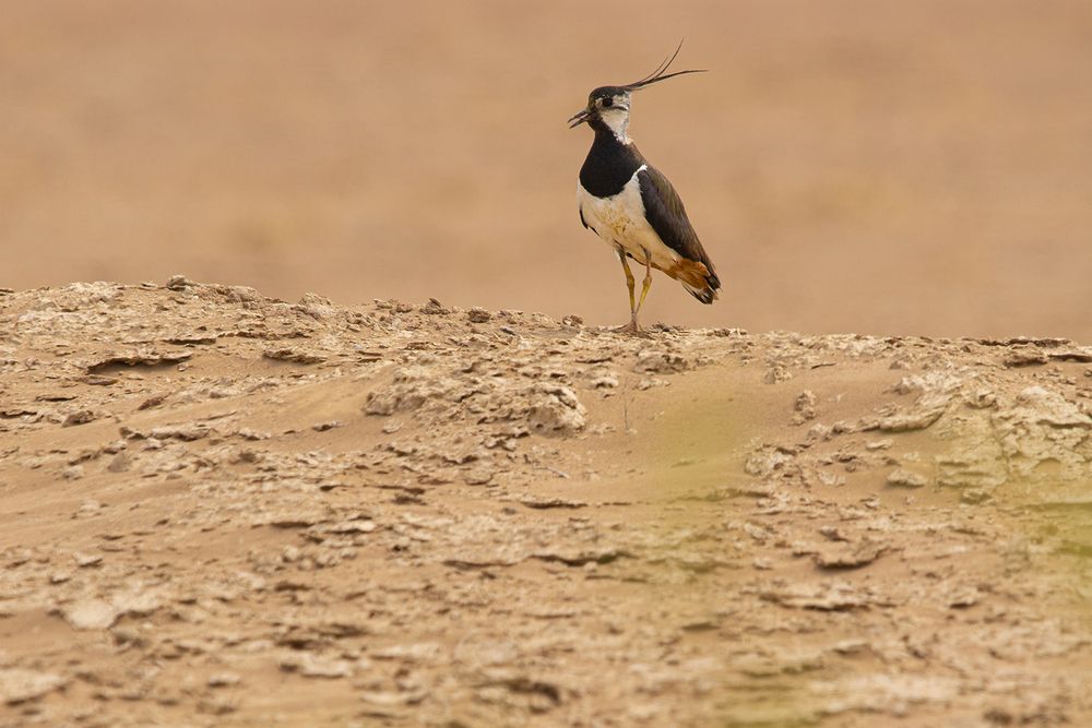 Photograph by Reza Bavani