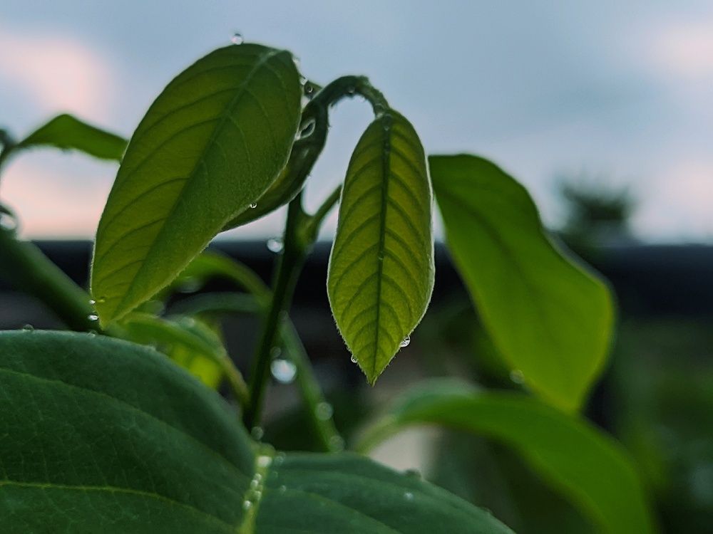 Green Leaf