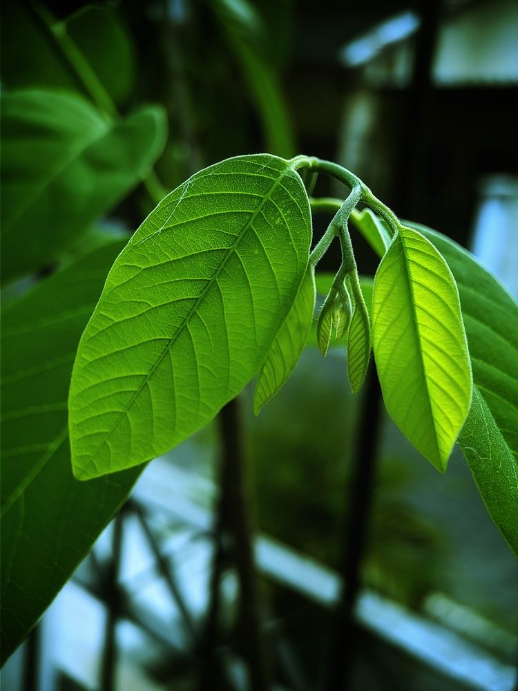 The Green Leaf